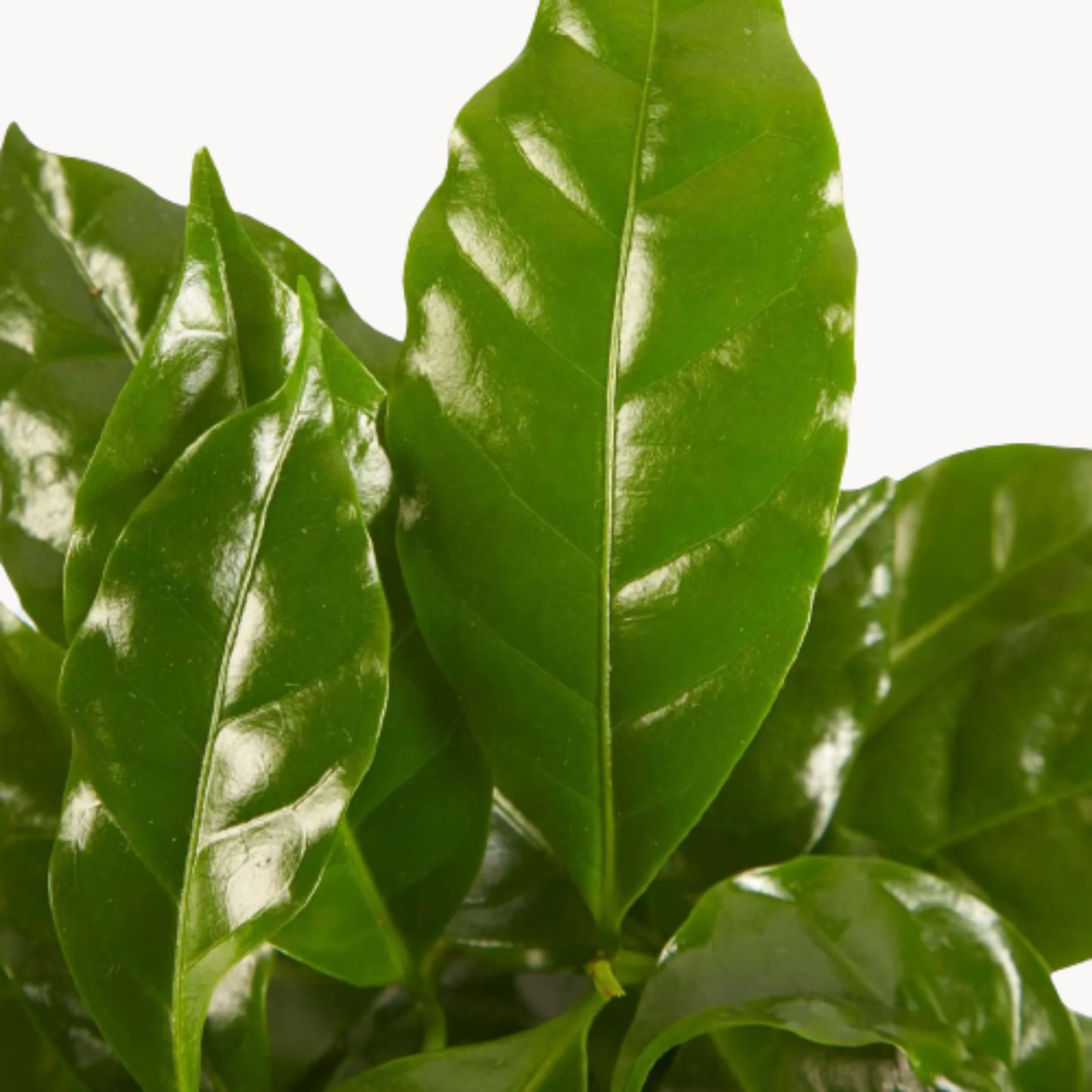 Καφεόδεντρο (Coffea arabica) – Τροπικό Καρποφόρο Δέντρο Καφέ - 1